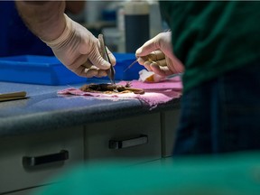 Researchers at the University of the Fraser Valley implant a tiny transmitter in a salamander that has been anesthetized.