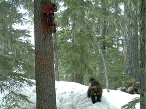 Wolverines are shy, elusive creatures that don’t seek human contact.