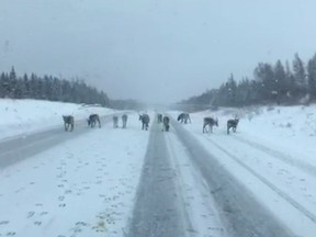 Caribou are seen on a highway near Dear Lake, N.L. on Thursday, Nov. 22, 2018.