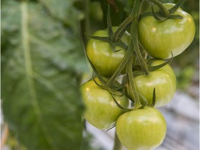 Soil for tomatoes needs to be kept adequately and consistently moist.