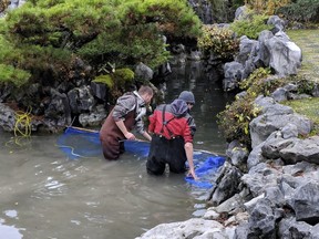 Staff at Vancouver Chinatown's Dr. Sun Yat-sen Garden are pictured on Nov. 24 trying to capture and relocate one of four remaining koi fish. The garden's koi have been under attack from a hungry river otter that moved into the garden.