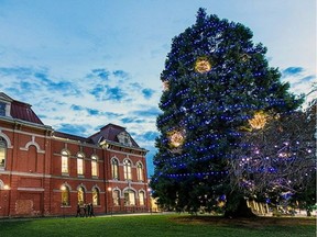 A sequoia tree next to Victoria City Hall is decorated with Christmas lights.