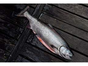 A 24-pound chinook salmon sits on the dock in Vancouver, B.C., on Saturday August 18, 2012. Scientists that evaluate the health of Canada's wild plants and animals have concluded that half of Canada's chinook salmon populations are now endangered.