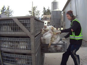 The Canadian Food Inspection Agency has laid 38 charges against a man from Chilliwack and two companies over allegations of undue suffering to chickens. The agency alleges that Dwayne Dueck, Elite Farm Services Ltd. and Sofina Foods Inc. unlawfully harmed chickens during a loading or unloading process.
