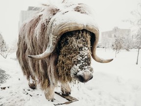 Elon Muskox, the statue named after Tesla CEO Elon Musk, at his new home in Yellowknife.