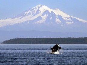 Washington Gov. Jay Inslee is proposing $1.1 billion in spending — and a partial whale-watching ban — to help support the recovery of Puget Sound’s critically endangered orcas.