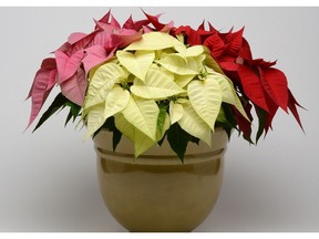 Mixed poinsettia container, with Christmas Joy Pink, Christmas Joy White and Christmas Joy Red.