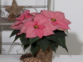 Exposure to hot or cold draughts is a common cause of leaf drop with poinsettias.