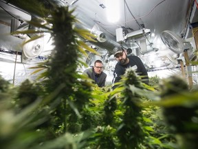 Yan Boissonneault, left, and James Gallagher, licensed medical marijuana growers, are seen at a legal medical grow-op they oversee, in Mission, B.C., on Wednesday December 5, 2018. They operate a handful of small legal medical grow-ops in British Columbia and are among the "craft" producers who hope to use their skills in the fledgling recreational market by getting a new licence for microcultivation.