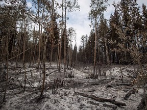 Ash covers the ground in an area burned by the Shovel Lake wildfire near Fort Fraser in August 2018.