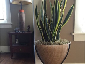 Clay pots are recommended for sansevieria, and very infrequent watering in winter.