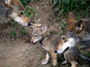 In this June 13, 2017, file photo, the parents of this 7-week old red wolf pup keep an eye on their offspring at the Museum of Life and Science in Durham, N.C. A pack of wild canines found frolicking near the beaches of the Texas Gulf Coast have led to the discovery that red wolves, or at least an animal closely aligned with them, are enduring in secluded parts of the Southeast nearly 40 years after the animal was thought to have become extinct in the wild.
