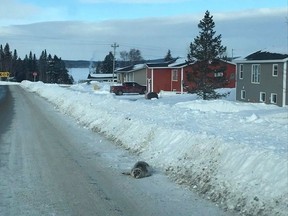 A seal is shown on a road in Roddickton, N.L. in a handout photo. Federal Fisheries officials have arrived in a small Newfoundland town struggling to handle dozens of stranded seals causing havoc for residents.The wayward animals have been blocking roads, driveways and doors in Roddickton, N.L. -- and residents are unable to move them because it is illegal to touch marine mammals.