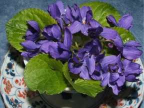 English violets are a favourite for their sweet scent.