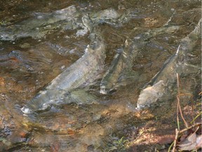 The manager of a salmon hatchery in Powell River says it will take years to recover from vandalism that led to the deaths of 700,000 fish. Chum salmon are shown in this file photo.