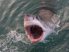 A great white shark is shown in an undated file photo. (Getty Images file photo)