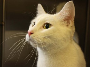 Gloria, a short-haired white cat rescued from a Prince George landfill is lucky to be alive, the BC SPCA said.