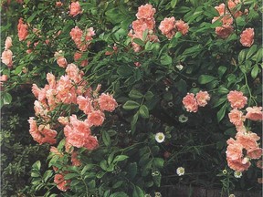 It's best to leave shrub roses alone until late winter, usually in February when nubs of growth start to swell.