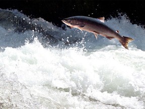 Salmon were being hindered by a waterfall created by a rock slide in the Fraser River near Clinton.