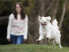Mugsy, a Maltese-Japanese Spitz dog, runs in the backyard in her new home in Burnaby before underdoing surgery on its acid-damaged face.