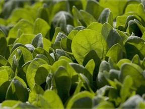 Spinach needs a neutral to slightly alkaline soil to grow into lush and robust leafiness.