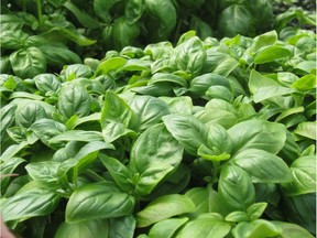 For full enjoyment of basil's pleasing fragrance and for convenience of use, Helen Chesnut locates the summer's basil planters close to the doorway onto the patio.