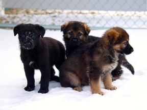 The RCMP is inviting children to name their newest litter of service puppies.