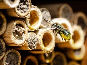 Mason bees are pollen spreaders and the best cross pollinators.