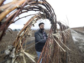 Abbotsford raspberry farmer TJ Deol is considering his options as the B.C. raspberry industry faces stiff competition from cheap imports.