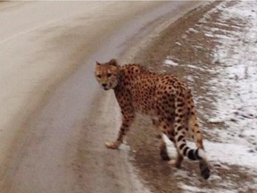 A cheetah is seen near Creston, B.C., after it wandered away from its enclosure in 2015. Earl Pfeifer and Carol Plato have been denied an appeal of the decision not to allow the wild animals to live in southeastern B.C.