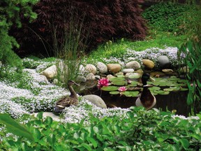 A water feature from Gardening with Native Plants of the Pacific Northwest. Photo courtesy of Greystone Books.