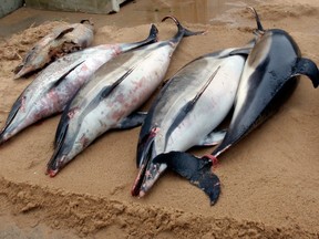 This photo taken on March 7, 2019 and provided by the Observatoire Pelagis shows dead dolphins on a shore of La Tranche sur Mer, on the Atlantic coast, western France. France has been shaken into action after a record number of dead dolphins have washed up on the country’s Atlantic coast this year, many clearly victims of industrial fishing.