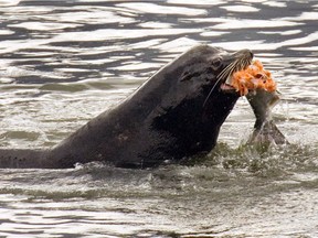 FILE- In this file photo, a sea lion eats a salmon