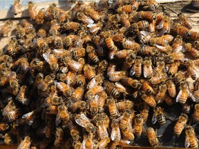 Small scale beekeeping has bloomed in recent years as amateur apiarists have taken to cultivating honey bee colonies of their own to help boost the ranks of pollinators under pressure around the globe.