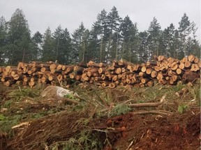 An illustration of the logging work being done on the Tsawout and Tseycum First Nations Reserve No. 7 on Saturna Island.