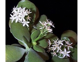 Under ideal conditions very mature jade plants will flower.