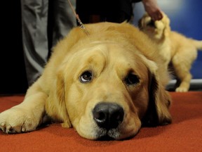 Atlas the purloined pooch is safe at home in Kelowna after being found in Penticton. Another golden retriever is shown here.