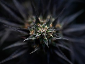 The bud of a cannabis plant. Canada’s relaxed regulations, mature marijuana industry and free-flowing capital offer firms a unique opportunity to advance research without the legal and political risks that bog down cannabis firms in the United States and elsewhere.