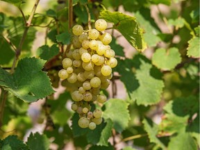 A dry, above-freezing period in January is the preferred time for pruning grape vines.