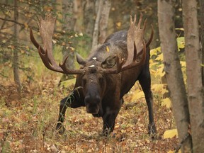 A mature bull moose begins to stand up in a forested area.