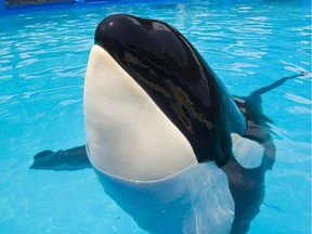 An orca whale known as Lolita swims in her pool at a facility in Miami in this 2010 photo provided by the Miami Seaquarium. A Liberal senator is introducing legislation that, if passed, would gradually end the practice of keeping whales and dolphins in captivity.Sen. Wilfred Moore says it is unjustifiably cruel to pen up the animals. Photo: Miami Seaquarium
