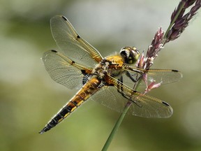 Photo of cordulegaster dragonfly by Tamara Sale. Greenlinks 2019: Nature Caught My Eye is at the Amelia Douglas Gallery, Douglas College, April 26 to June 15.