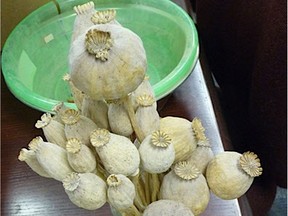 An image of dried poppy heads seized by Surrey RCMP in 2009.