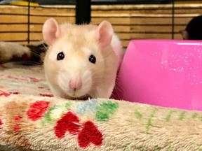 Mildred, a young female rat available for adoption at the Vancouver Animal Shelter.