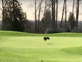An eagle picks up a golf ball on Langara Golf Course and drops into in the hole.
