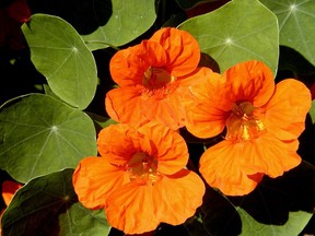 Nasturtiums are colourful and easy to grow.