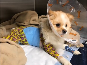 Animal cruelty charges will be recommended after Kiki, a Pomeranian puppy, was rescued following a tip and found to have suffered several fractured ribs and a skin infection that caused rotting flesh.