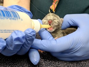 The one-day-old kitten was found with other inside a Vancouver dumpster last month. Both kittens died.