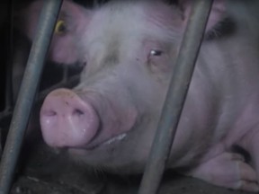 A PETA video shows pigs allegedly in a B.C. farm.
