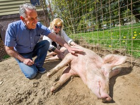 Dan and Sheanne Moskaluk with Mini the pig at Little OinkBank Pig Sanctuary in Abbotsford on APril 29, 2019.